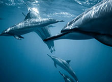 九游体育官方网站：打造极致体育体验的首选平台